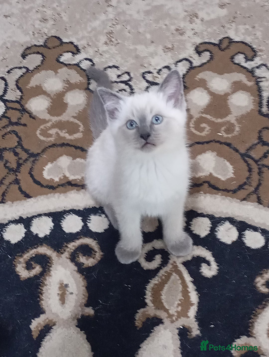 Ragdoll cats for sale: Warwick house central avenue M192ff - Image 4