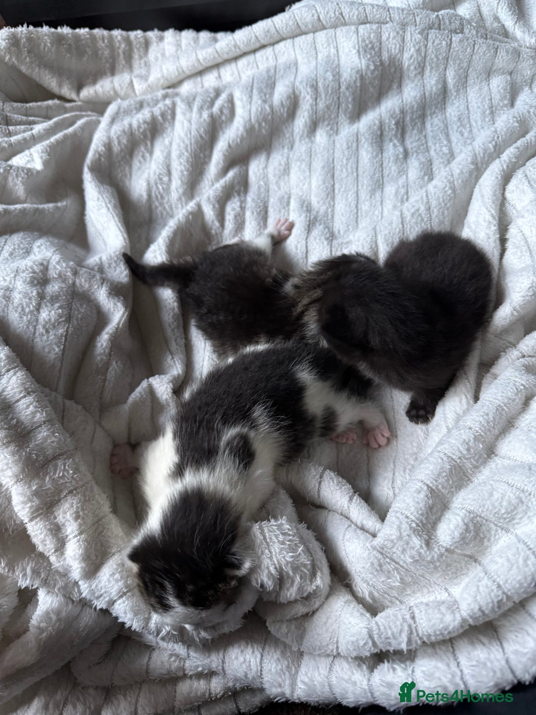 British Shorthair cats for sale: Three adorable kittens ready 10th jan 2026 - Advert 15