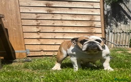 English Bulldog dogs for sale: 2 KC Breeding Bitches - Image 6