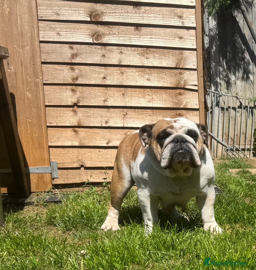 English Bulldog dogs for sale: 2 KC Breeding Bitches - Image 6