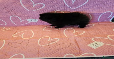 Pomeranian dogs - Advert 8