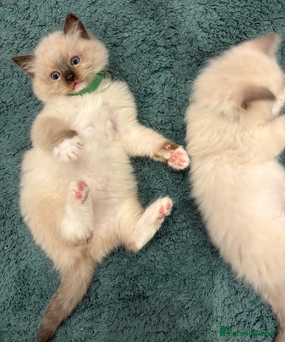 Ragdoll cats Beautiful Ragdoll Kittens  - Advert 2