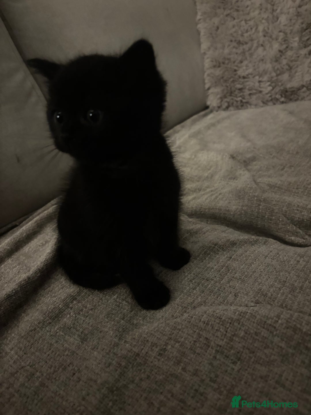 Mixed Breed cats for sale: Gorgeous male fluffs  - Image 6