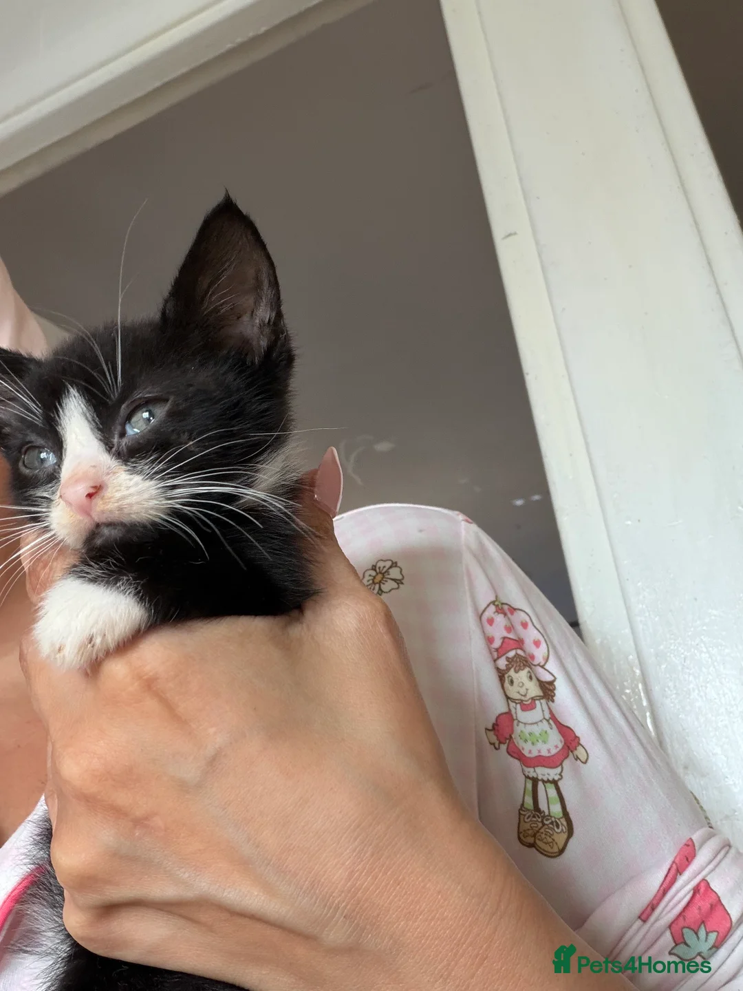 Mixed Breed cats for sale: 9 week old kittens  in London - Advert 2