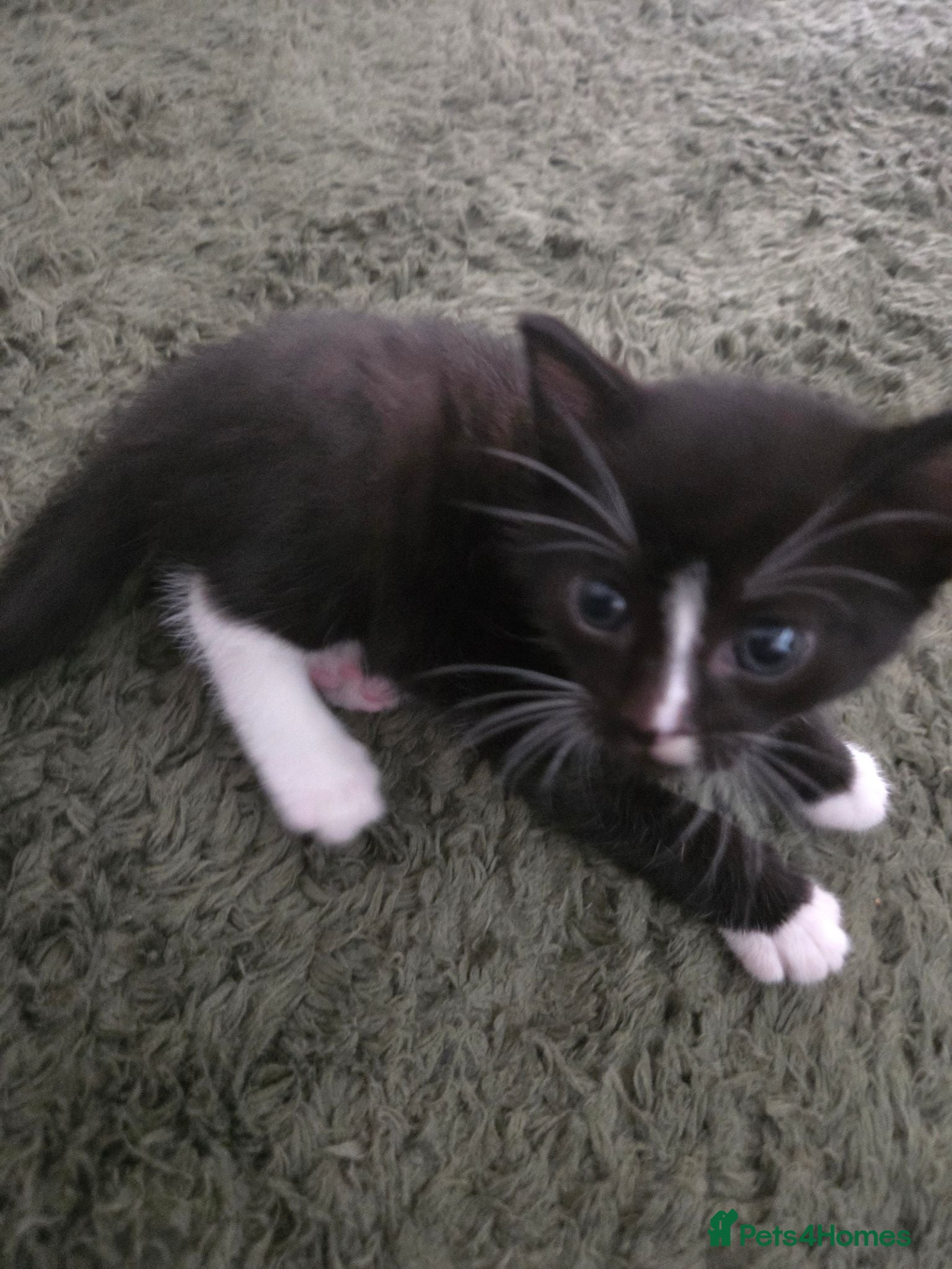 Mixed Breed cats Beautiful babies - Advert 19