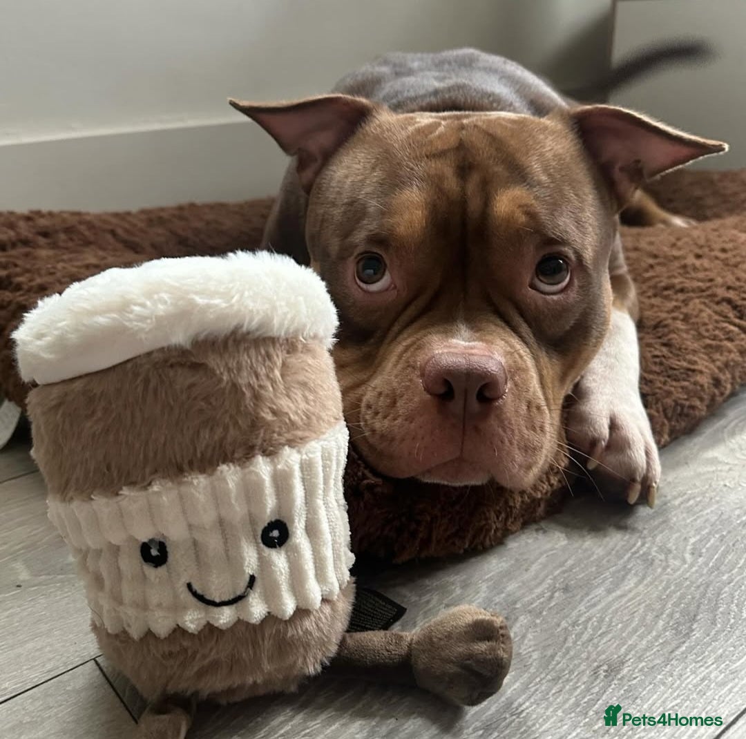 American Bully dogs for stud: STUD ABKC American Pocket Bully  - Advert 8