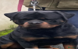 Rottweiler dogs for stud: Stunning KC registered fully health tested male   in Burnley - Image 9