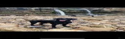 Labrador Retriever dogs for sale: Health Tested KC Labrador Pups in Scarborough - Advert 2
