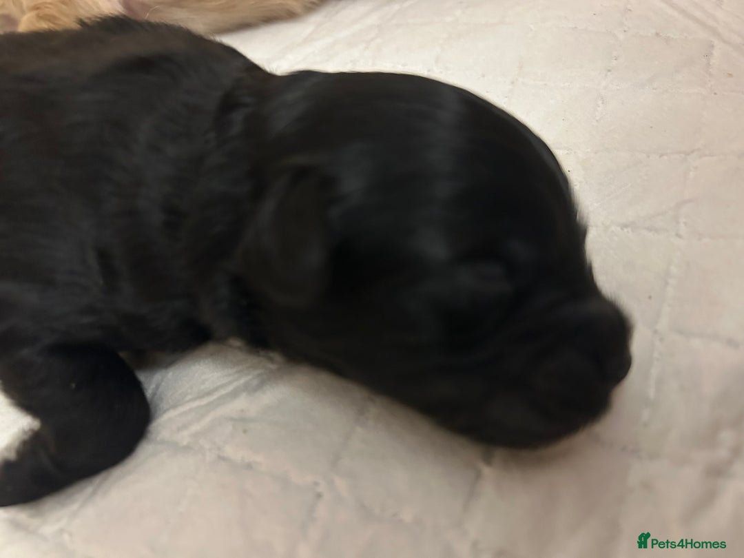Maltipoo dogs for sale: Beautiful cheeky maltipoo, ball of fluff - Image 17