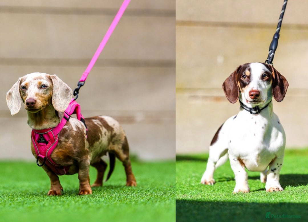 Miniature Dachshund dogs for sale: Miniature dachshund  - Image 6