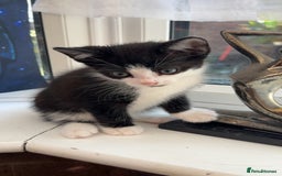 British Shorthair cats for sale: Kittens  - Image 4