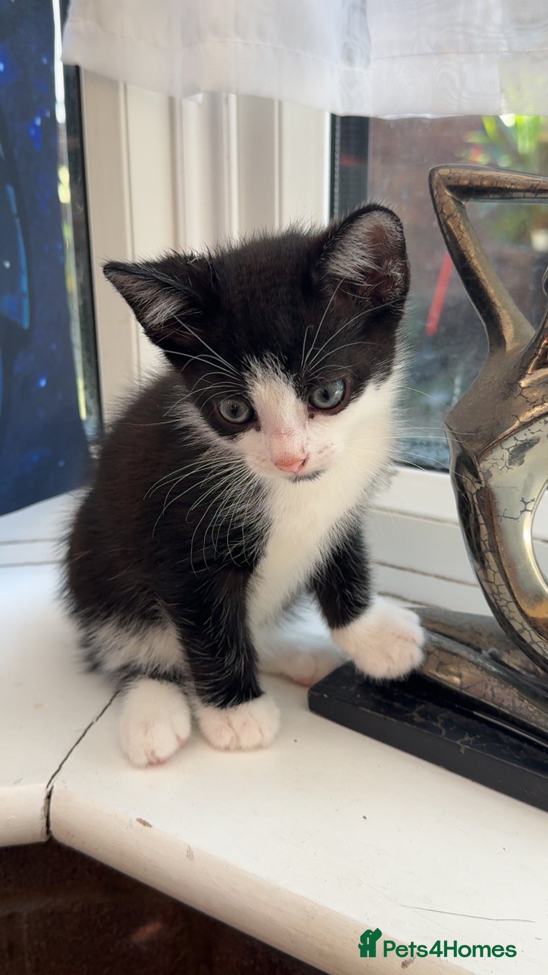 British Shorthair cats for sale: Kittens  - Image 4