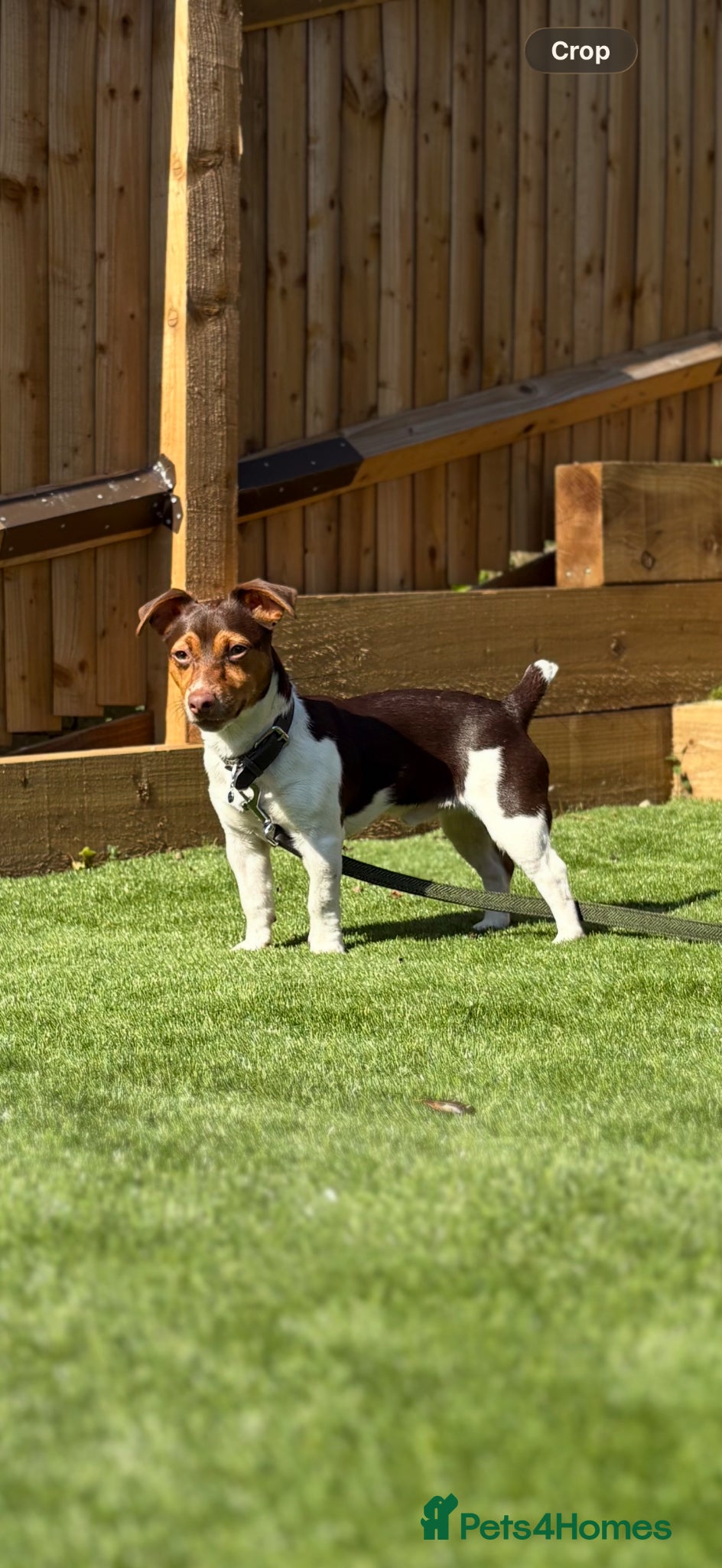 Jack Russell dogs Jack Russell active KC registered stud - Advert 5