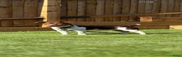 Jack Russell dogs for stud: Jack Russell active KC registered stud - Advert 1