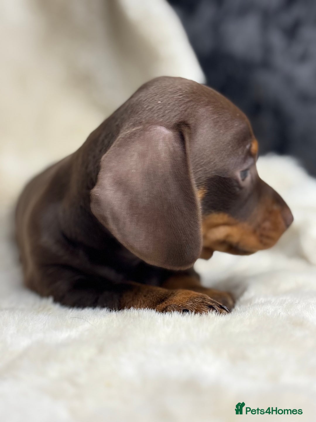 Miniature Dachshund dogs for sale: Quality health tested mini smooth dachshund pups  - Advert 10