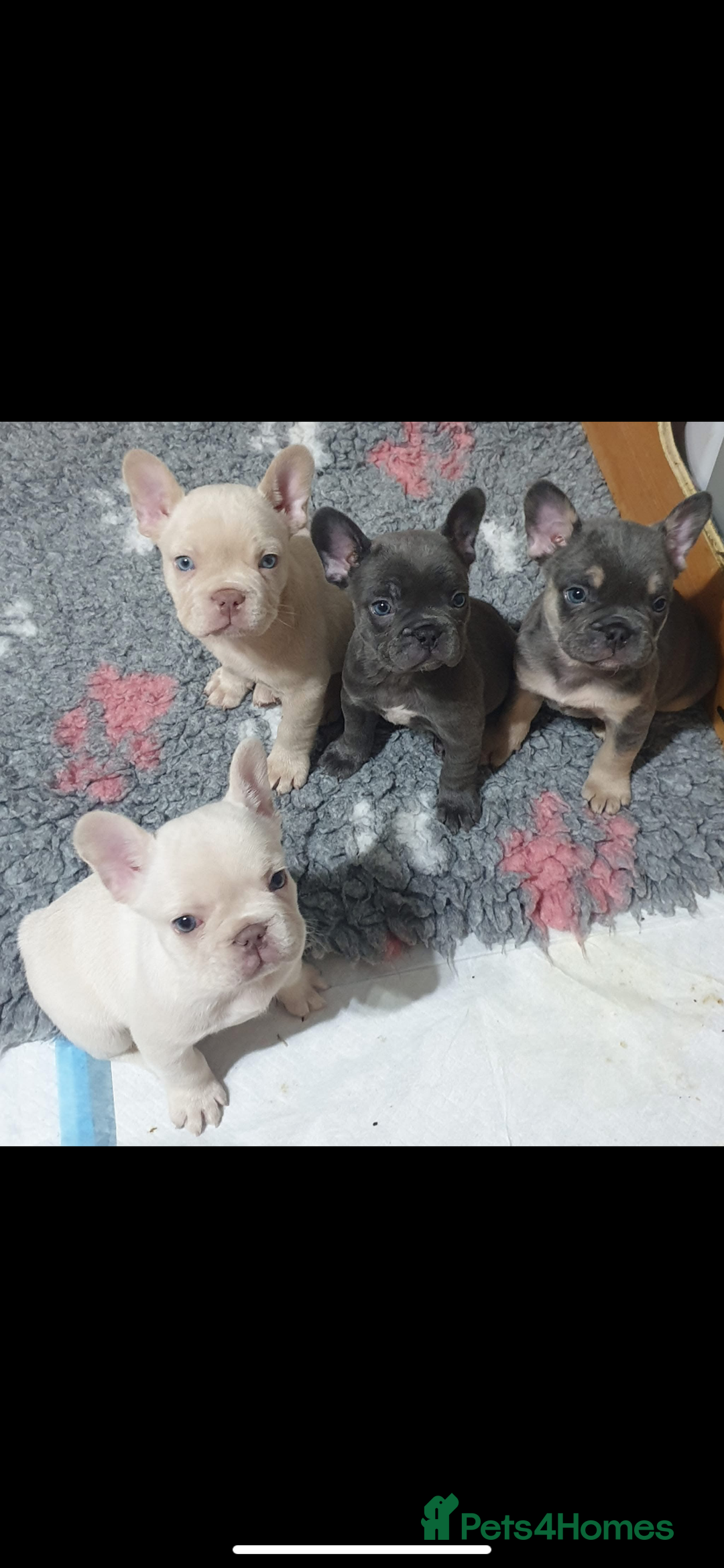 French Bulldog dogs for stud: Solid blue Merle platinum carrying testable and L1 in Aberdeen - Image 9