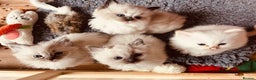 Ragdoll cats for sale: GCCF Ragdoll Kittens. Champion lines  - Advert 26