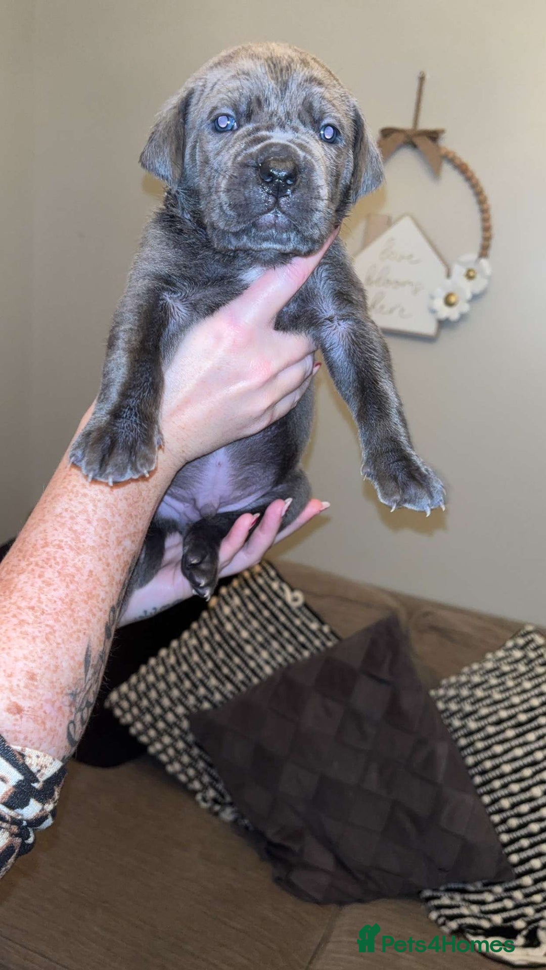 Cane Corso dogs for sale: Chunky cane corso boy pups - Advert 3