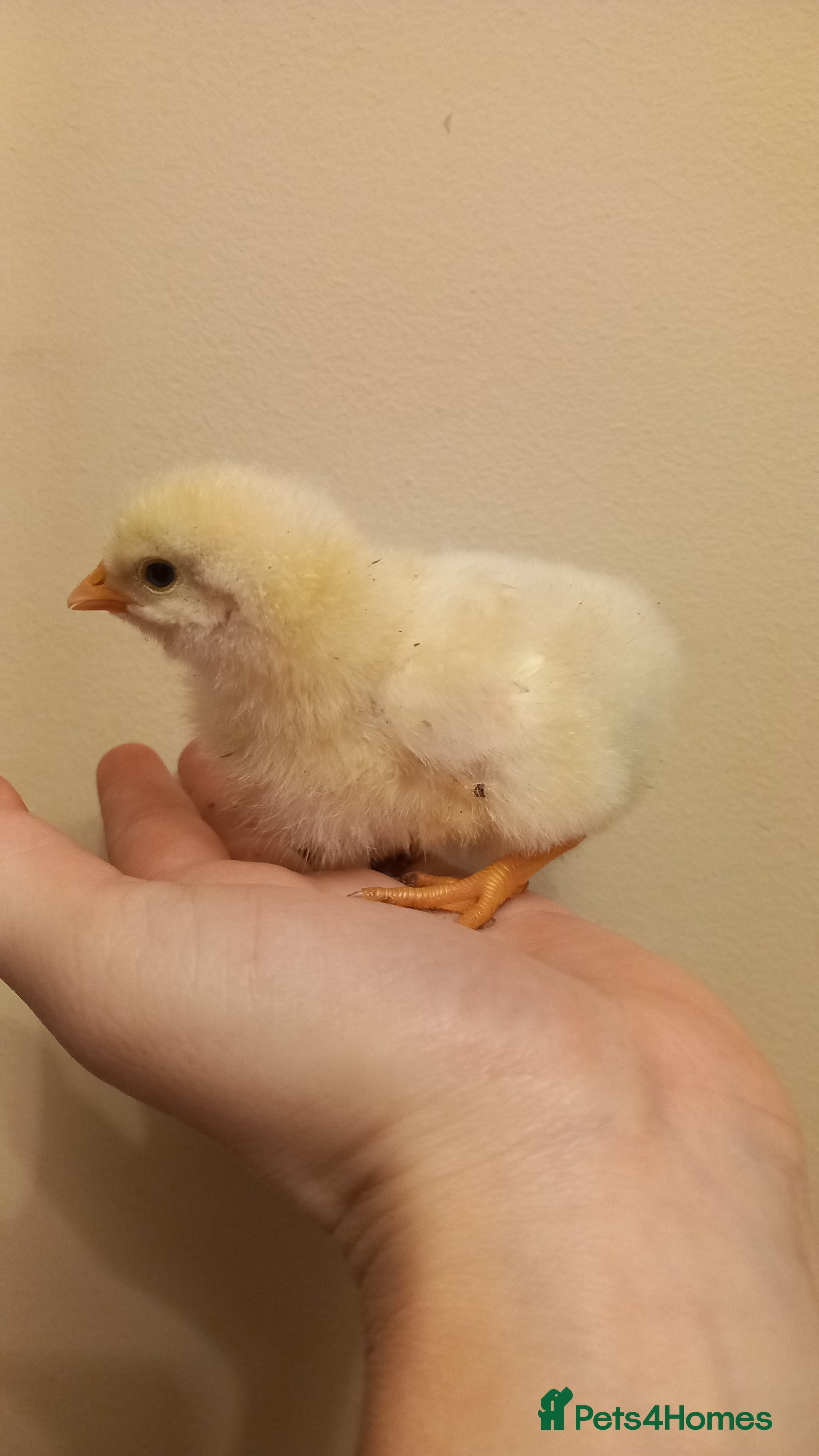 Mixed Breed birds Buff Orpington X light Sussex chicks - Advert 5