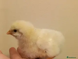 Mixed Breed birds Buff Orpington X light Sussex chicks - Advert 5