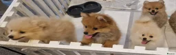 Pomeranian dogs for sale: 4 Purebred Pomeranian puppies - Advert 12