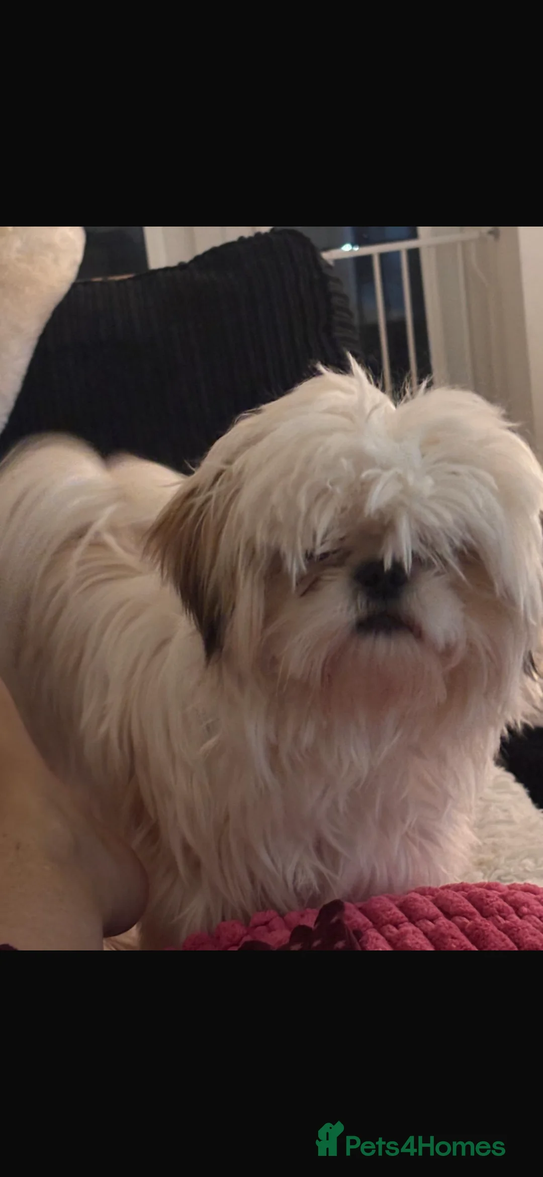Shih Tzu dogs for sale: Beautiful imperial Shih Tzu for sale 😍 - Advert 6