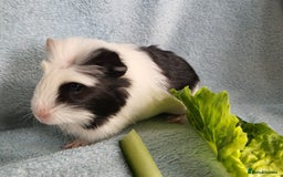 Guinea Pig rodents for sale: 3 boys and 1 girl ready now - Image 5