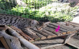 Savannah cats for sale: F5 Full Pedigree Tica Registered Girl Kitten - Image 7