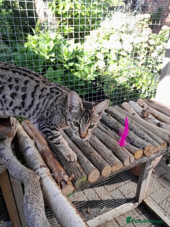 Savannah cats F5 Full Pedigree Tica Registered Girl Kitten - Advert 6