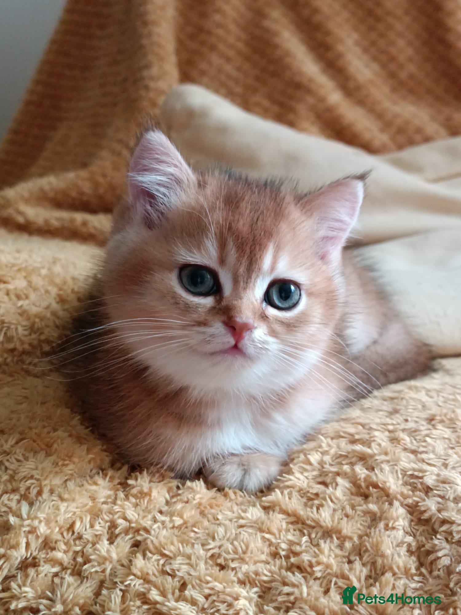 British Shorthair cats Only two Golden boys - Advert 2