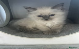 Ragdoll cats for sale: One girl left. Beautiful ragdoll kittens - Image 5