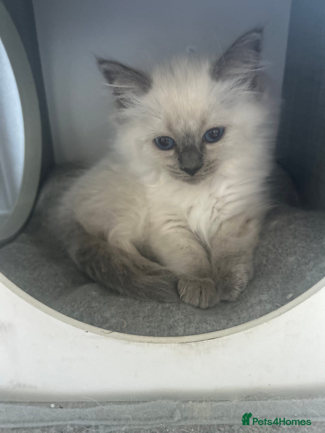 Ragdoll cats for sale: One girl left. Beautiful ragdoll kittens - Image 5