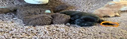 Labrador Retriever dogs for sale: 🐾7 Stunning Labrador Puppy’s 👀 🏡 🐾 - Advert 19