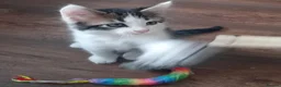 Mixed Breed cats for sale: Three kittens - Advert 3