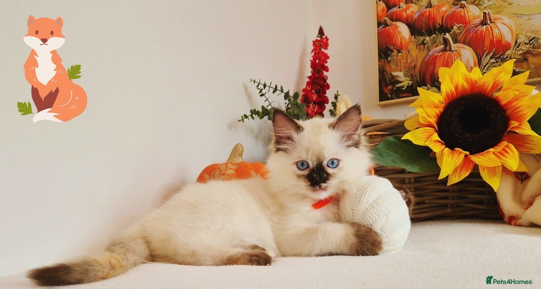 Ragdoll cats for sale: GCCF Ragdoll Kittens - Outstanding!  - Image 10