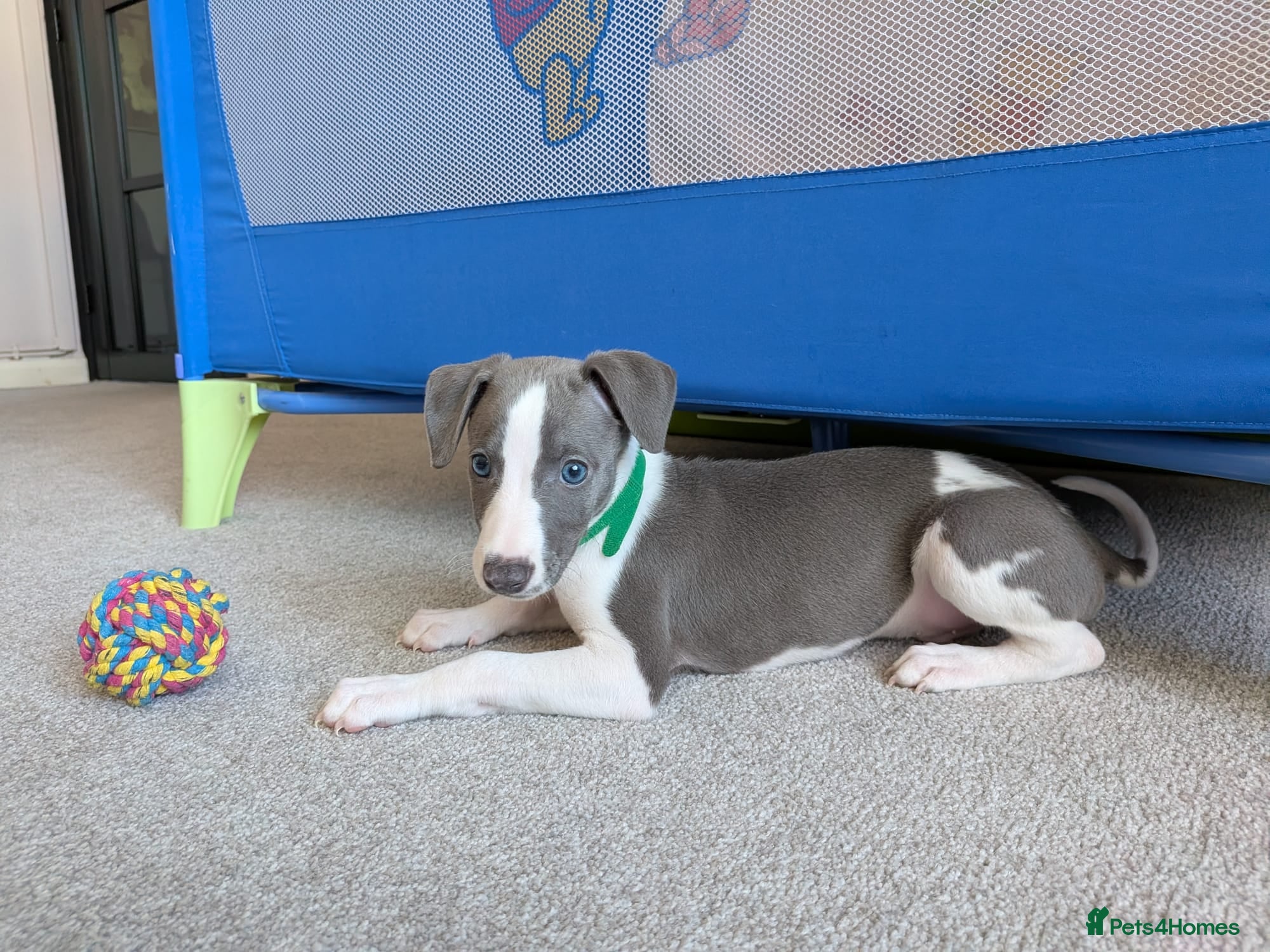 Whippet dogs Beautiful 12 week old pup seeking forever home - Advert 11