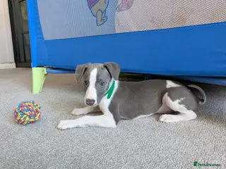 Whippet dogs Beautiful 12 week old pup seeking forever home - Advert 11