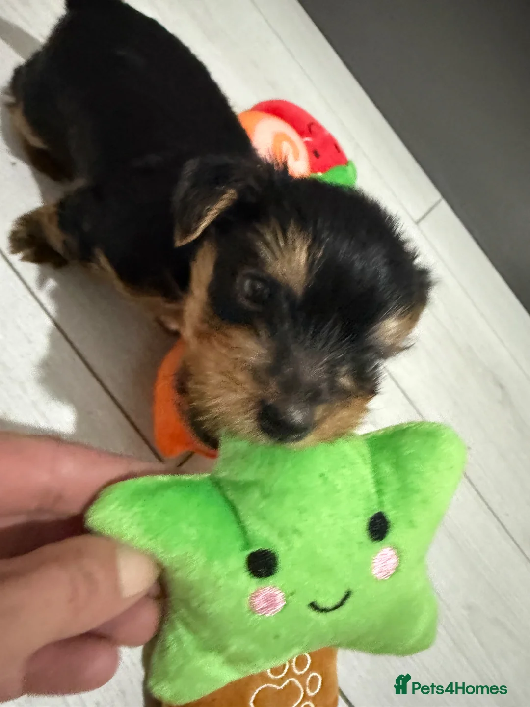 Yorkshire Terrier dogs for sale: Yorkshire terrier boy for sale £1100 - Advert 2