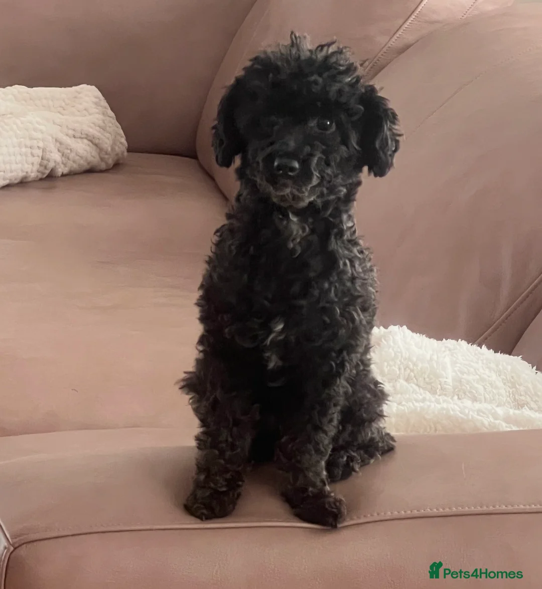 Toy Poodle dogs for sale: Tiny toy boy tuxedo parti kc poodle  in Choppington - Advert 2