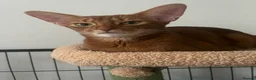 Abyssinian cats for sale: Gorgeous Abyssinian girl  - Advert 1