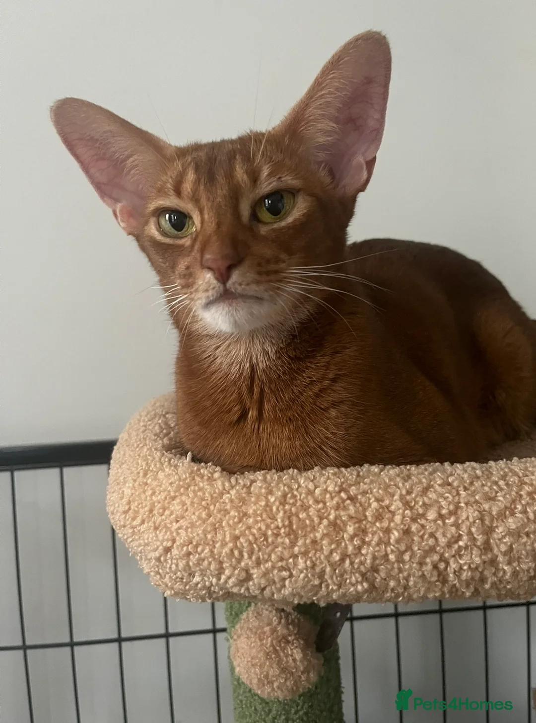 Abyssinian cats for sale: Gorgeous Abyssinian girl  - Advert 1