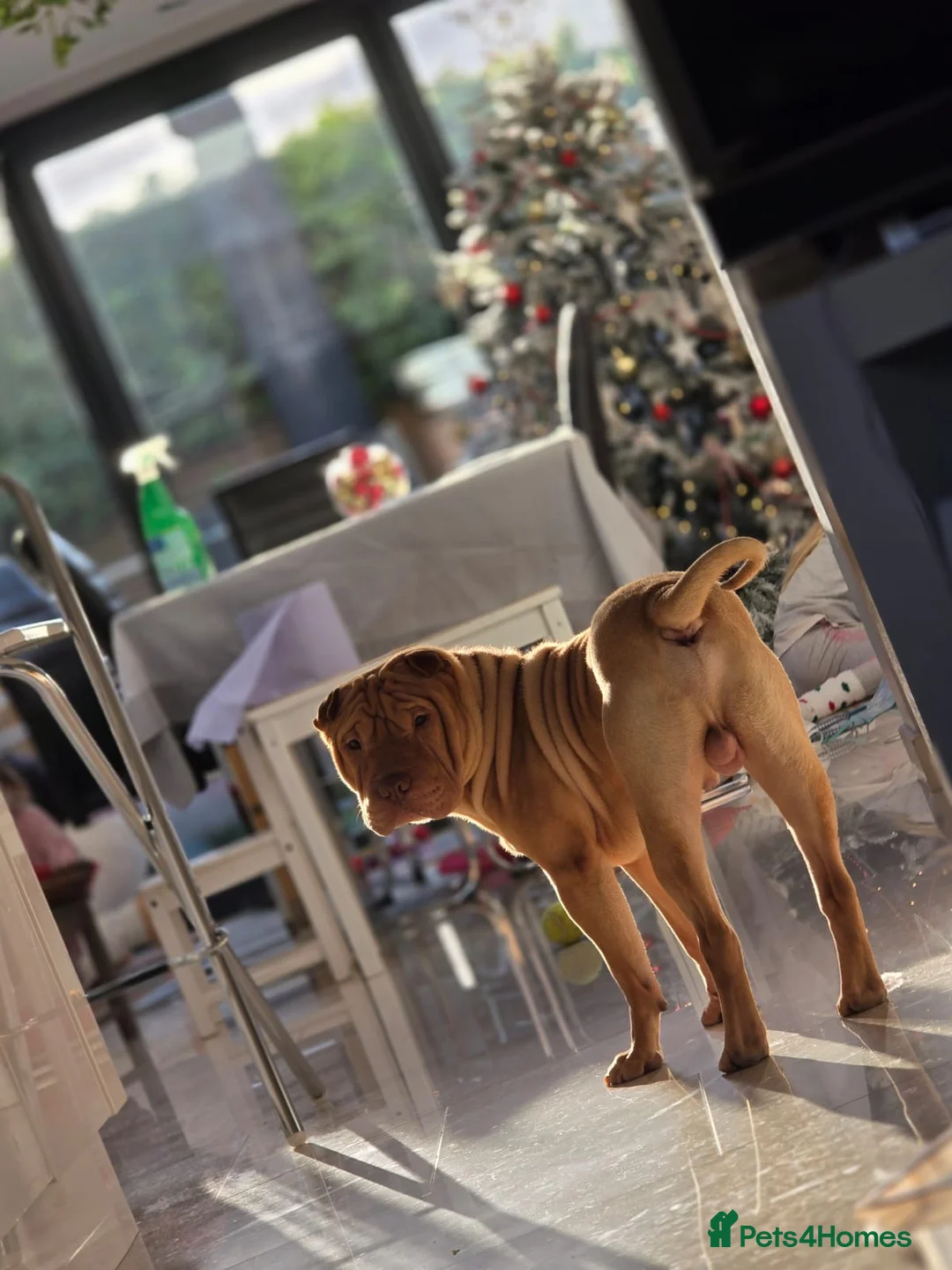 Shar Pei dogs for stud: Gorgeous Pure Shar pei ready for stud!  in Feltham - Advert 1
