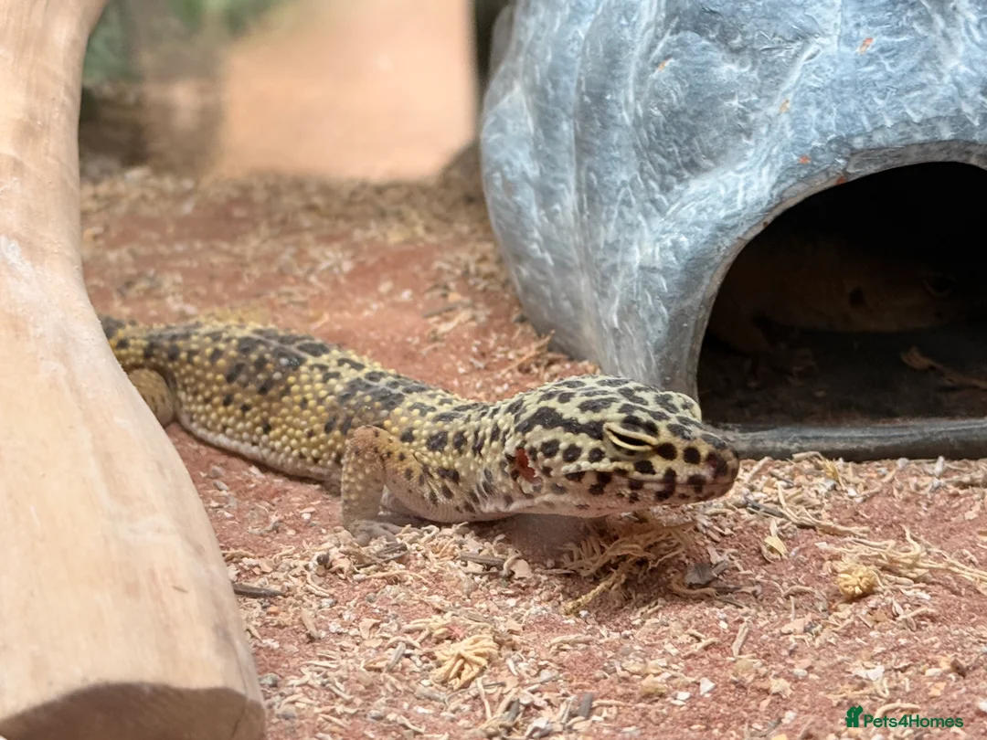 Leopard Gecko reptiles for sale: 3 x Leopard geckos and FULL SETUP needs to go asap - Advert 2