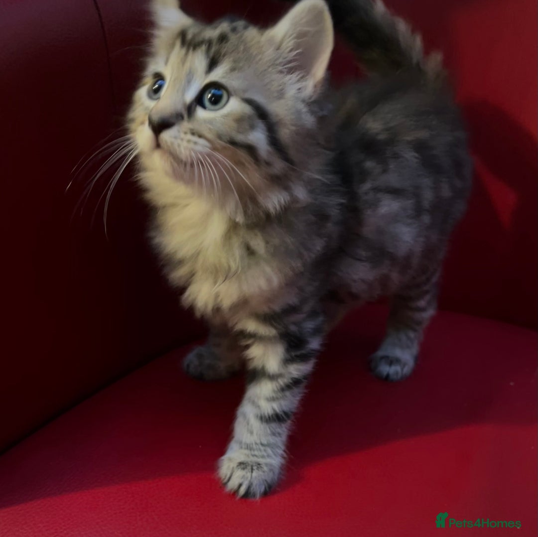 Mixed Breed cats for sale: Three Gorgeous Girls For sale. - Advert 12