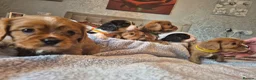 King Charles Spaniel dogs for sale: 6 beautiful king charles cavalier puppies - Advert 14