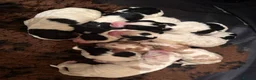 Cockapoo dogs for sale: Unique DNA Tested F1 Parti Cockapoos - Large size - Advert 7