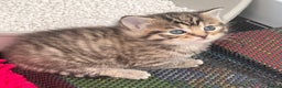 Mixed Breed cats for sale: CLEMENTINE’S CUTIES - (MUM with BENGAL)   - Advert 10