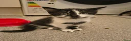 Mixed Breed cats for sale: 3 cute kittens (1 boy,2 girls) - Advert 6