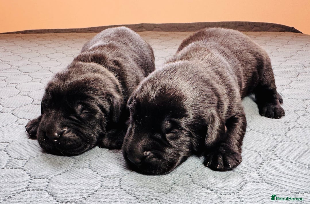 Labrador Retriever dogs for sale: Beautiful Working Black Labradors 🐾🐾 - Advert 9