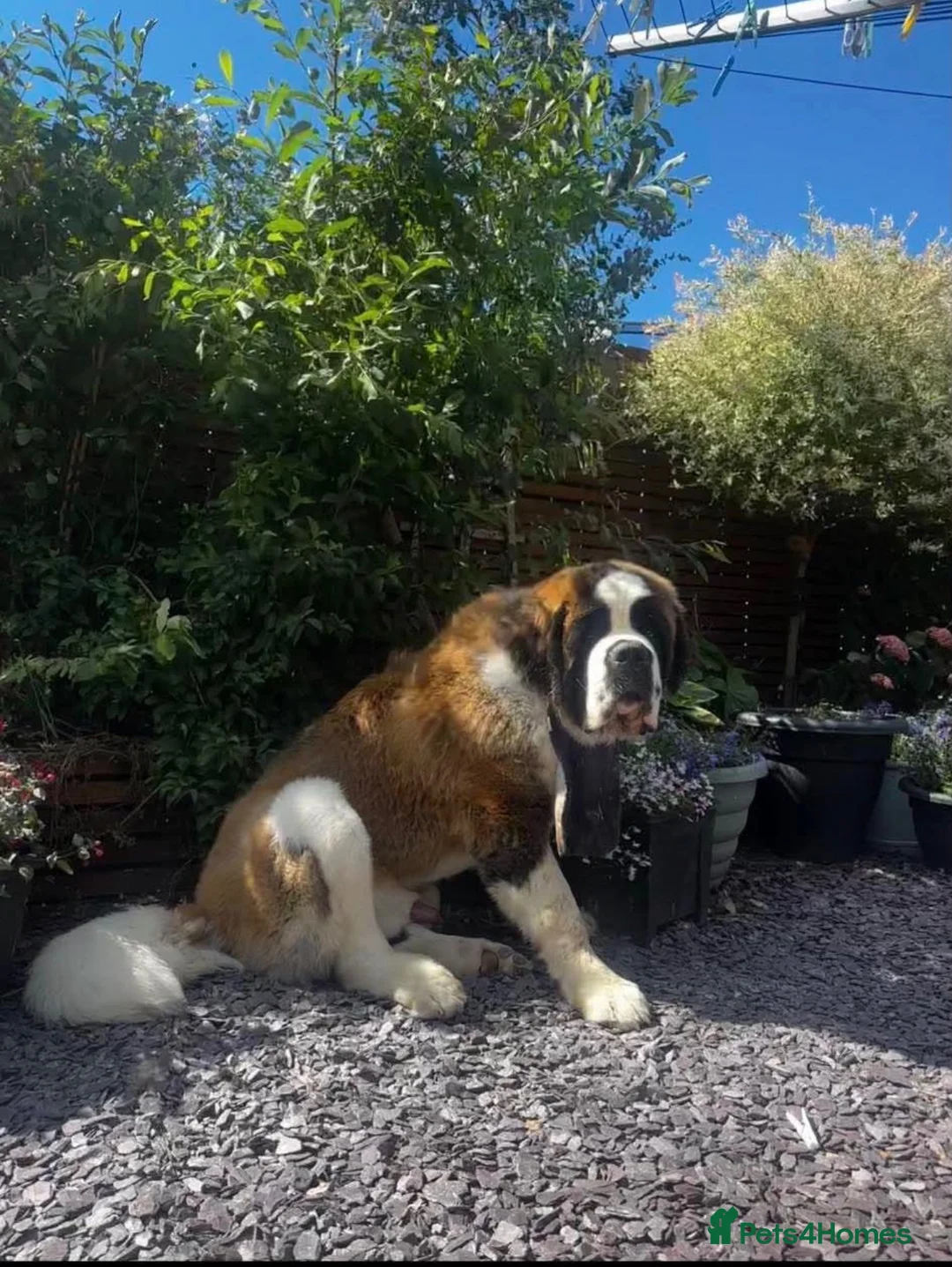Saint Bernard dogs for sale: 💙 Walter is looking for his perfect home 💙 in Hull - Advert 1